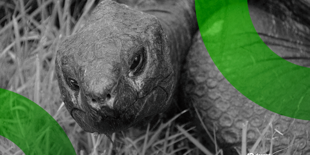 Solana Meme Coin Linked to Death Hoax for 194-Year-Old Tortoise—Who Is Very Much Alive